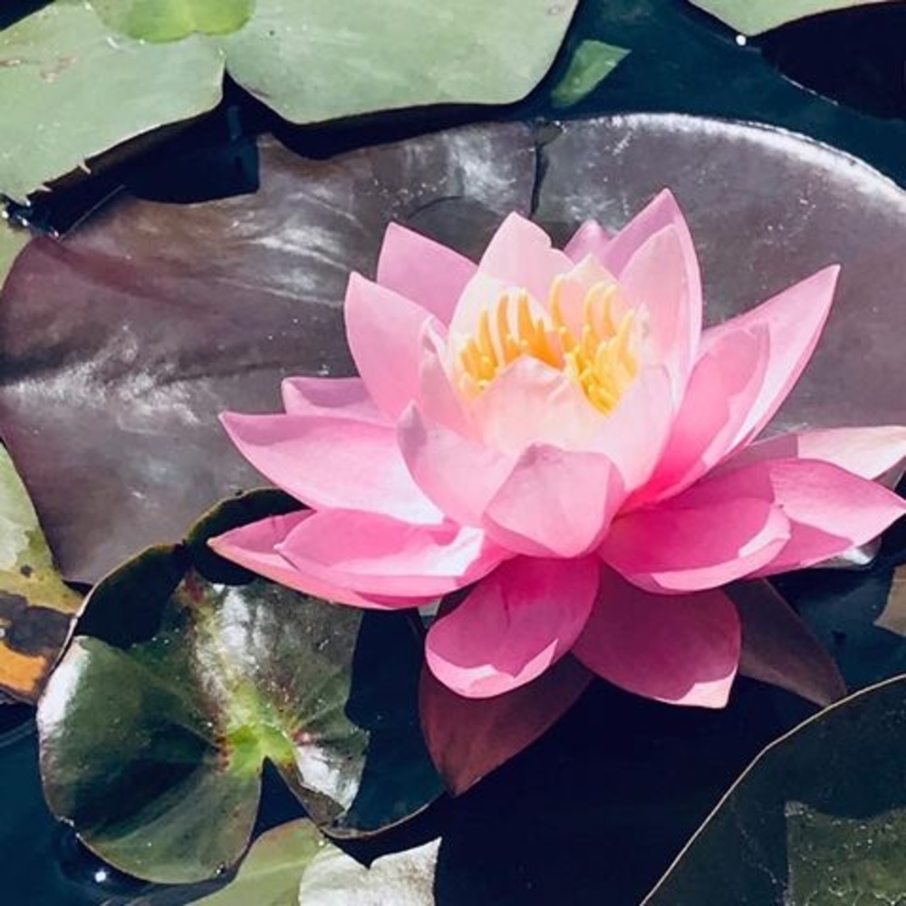 Meet your Posher, Nicole